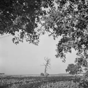 Abgestorbener Baum auf einem Feld