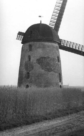 Falkenhain-Voigtshain. Turmholländer (Negativ Dr. Gleisberg, Grimma)