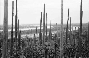 Rheinweiler: Rhein und Rheinseitenkanal durch Rebstöcke gesehen