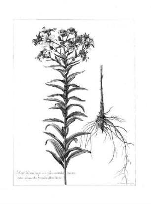 Aster Pyrenaeus Praecox Flore Coeruleo Maiore