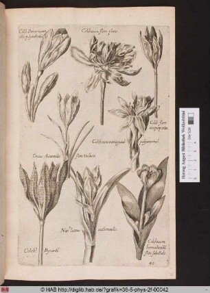 [Verschiedene Zeitlosengewächse und Krokusse].