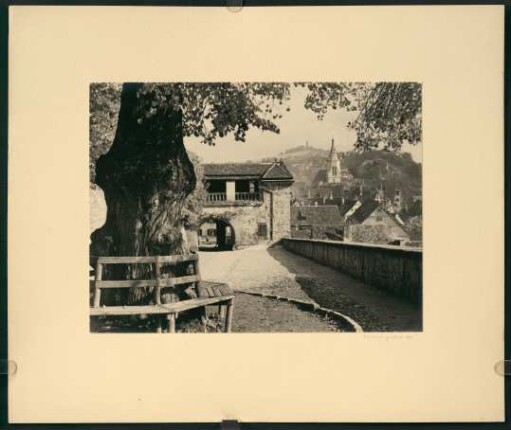 Hohentübingen, Schlosslinde