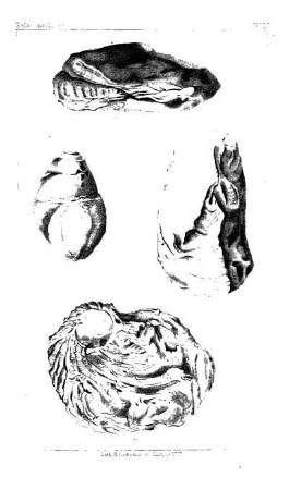 Exogyra texana, Roem.