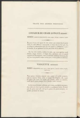 Violette Hérissée. Ribes Violaceum ...