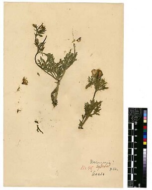 Papaveraceae Roemeria hybrida Candolle, Augustin Pyramus de (1778 - 1841) ['Anata (Stadt), 'anata]