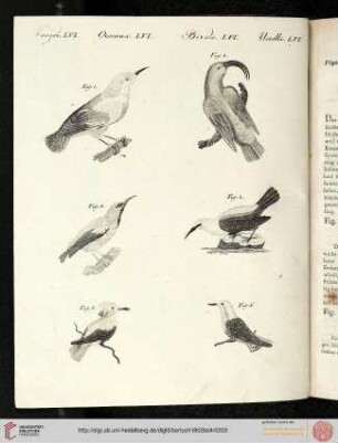 B.IV. No. 41 - B.III. No. 50