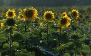 Sonneblumenfeld : Sonnenblumenfeld im Oderbruch. Aufgenommen 2001