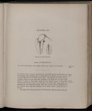 Chapter XIV. Genus Cursorius.