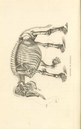 Skeleton of elephant