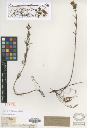 Hypericum thasium Griseb. [type]