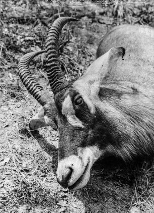 Erlegte Pferdeantilope : Erlegte Pferdeantilope (Roan-Antilope).