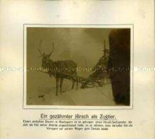 Hirsch als Schlitten-Zugtier