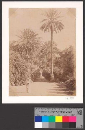 View into Allee des Palmiers (Palm alley) in Parc de Essaie in Algiers