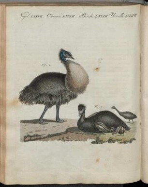 No. 41. Vögel LXXVII. Der Casuar Von Neu-Holland.