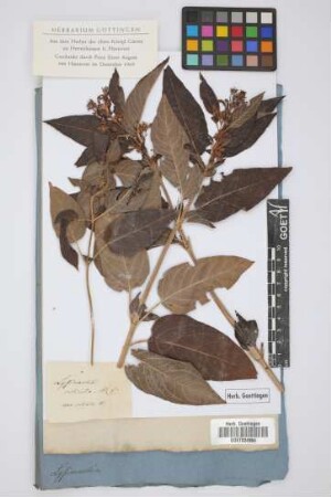 Lysimachia ciliata