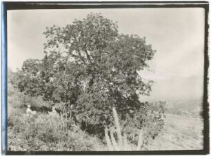 Chorisiabaum am Serranía San Pedro bei Cochabamba