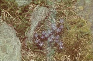 Blaue Blume im Gras