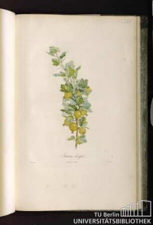 Pl. LXXIV. Jaune hérissée.