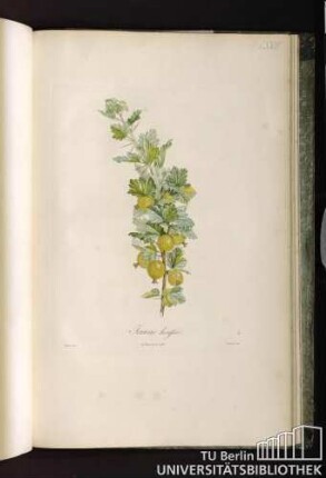 Pl. LXXIV. Jaune hérissée.