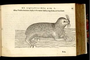 Vitulus marinus