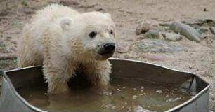 Knut und seine Freunde