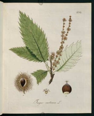 Tagus castanea L.