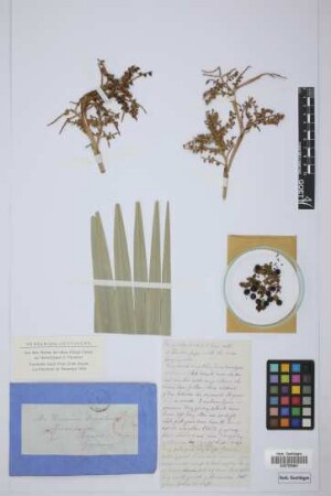 Thrinax japa ined.?