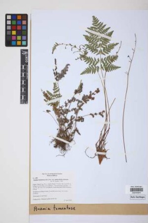 Anemia tomentosa (Sav.) Sw.