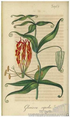 Gloriosa superba