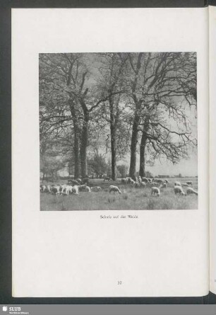 Schafe auf der Weide