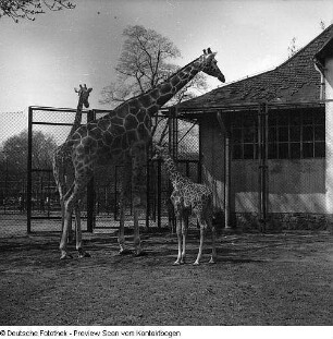 Zoo