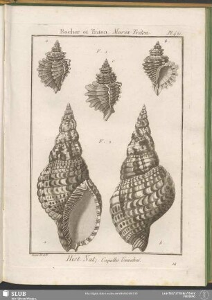 Pl. 421. Rocher et Triton. Murex Triton