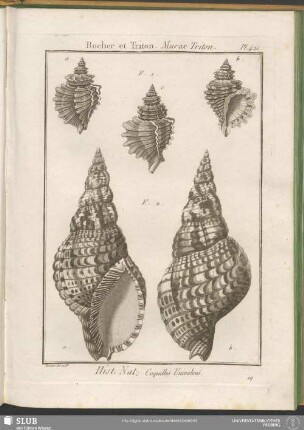 Pl. 421. Rocher et Triton. Murex Triton