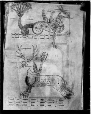 Reichenau Mittelzell Handschrift - Zeichnungen