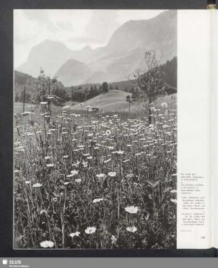Die Pracht oberbayerischer Almenwiesen