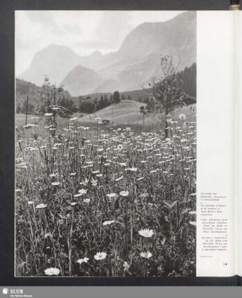 Die Pracht oberbayerischer Almenwiesen