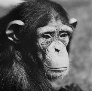 Zootiere. Junger Schimpanse