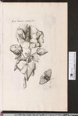 [Kamelienblüte mit Schmetterling]