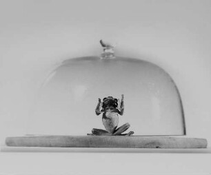 Archivfotografie "motive_tiere_zoo_froesche_17256"