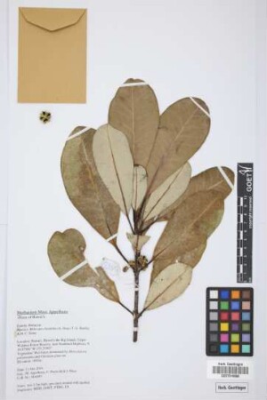 Melicope clusiifolia (A. Gray) T.G. Hartley & B.C. Stone