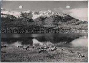 Mont Canis