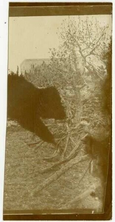 [Weinberg, Hebron]