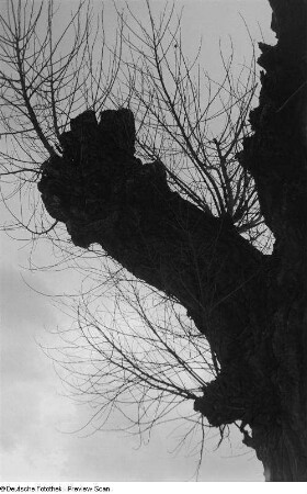 Baum im Gegenlicht