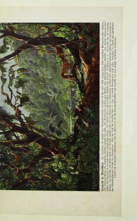 Urwald in Brasilien
