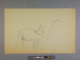 o. T. (Rehe; aus dem Zoo-Zeichnen an der Burg Giebichenstein in Halle)