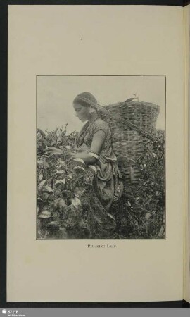 Plucking leaf