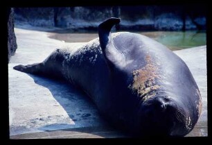 See-Elefant 31.7.71.