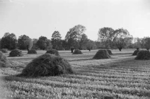 Spreewald um 1940. Heuernte auf den Wiesen. : Błóta wokoło 1940. Synowe žně.