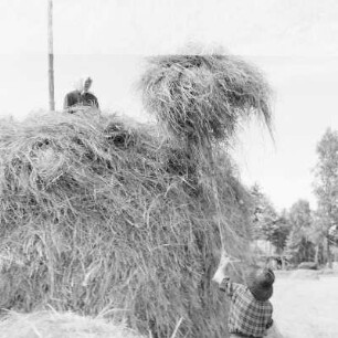 Das Heuschobern. Das Heu wird auf das Holzgestell geschichtet. : Kopjenje ,,Stog". Syno so na drjewjany košćowc worštuje.