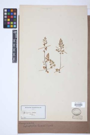Anogramma leptophylla (L.) Link